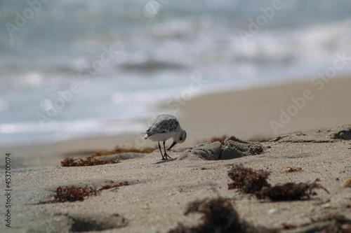 bird on beach