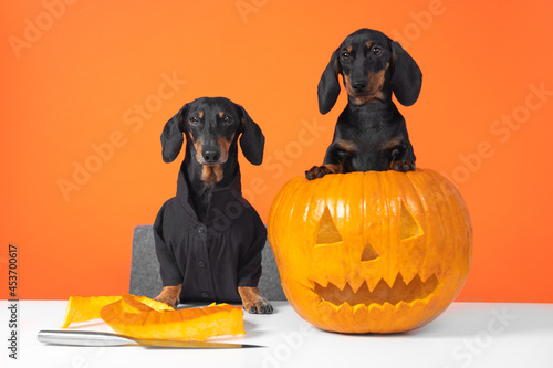 Sticker Two funny dachshund dogs make jack-o-lantern to decorate an apartment for a Halloween party using knife, front view, orange background, copy space