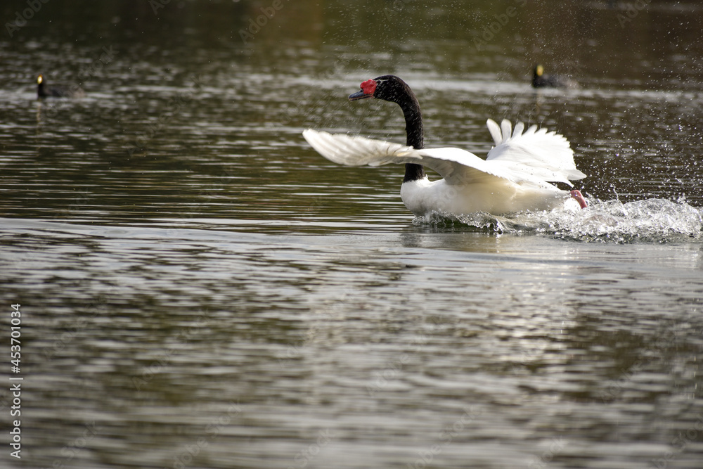 Fototapeta premium black-necked swan (Cygnus melancoryphus) in a park in Buenos Aires