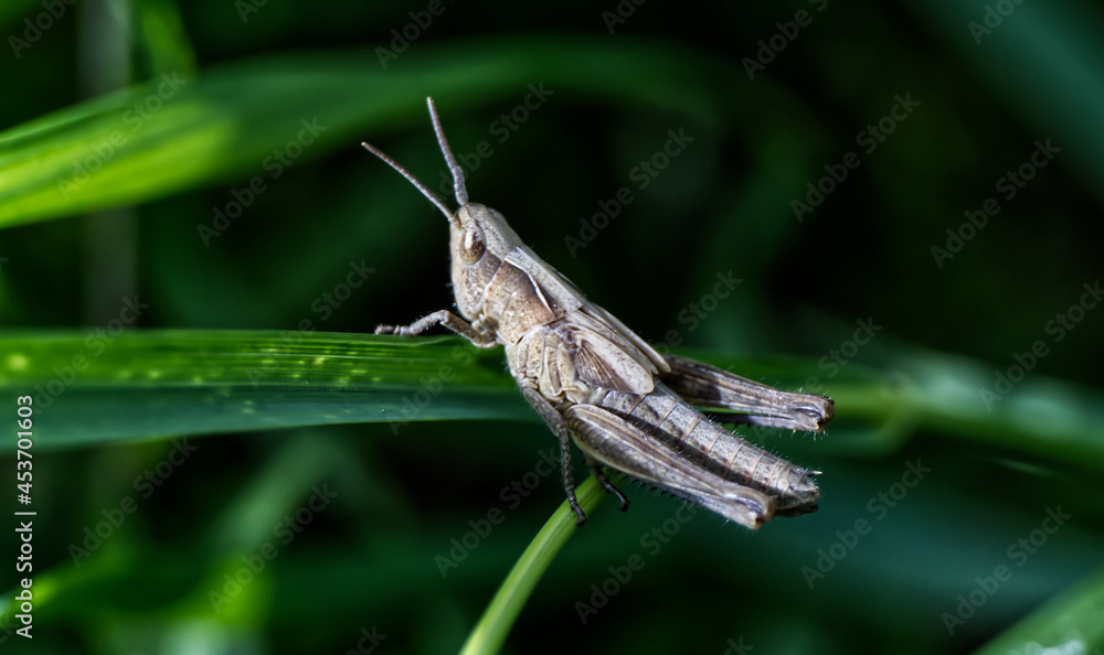 Naklejka premium Braune Grashüpfer [Chorthippus brunneus]