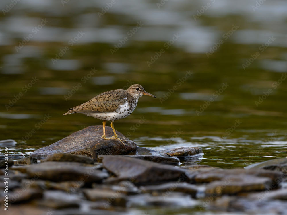 Spotted Sandpiper foraging at the stony river bank in fall Spotted Sandpiper foraging at the stony river bank in fall