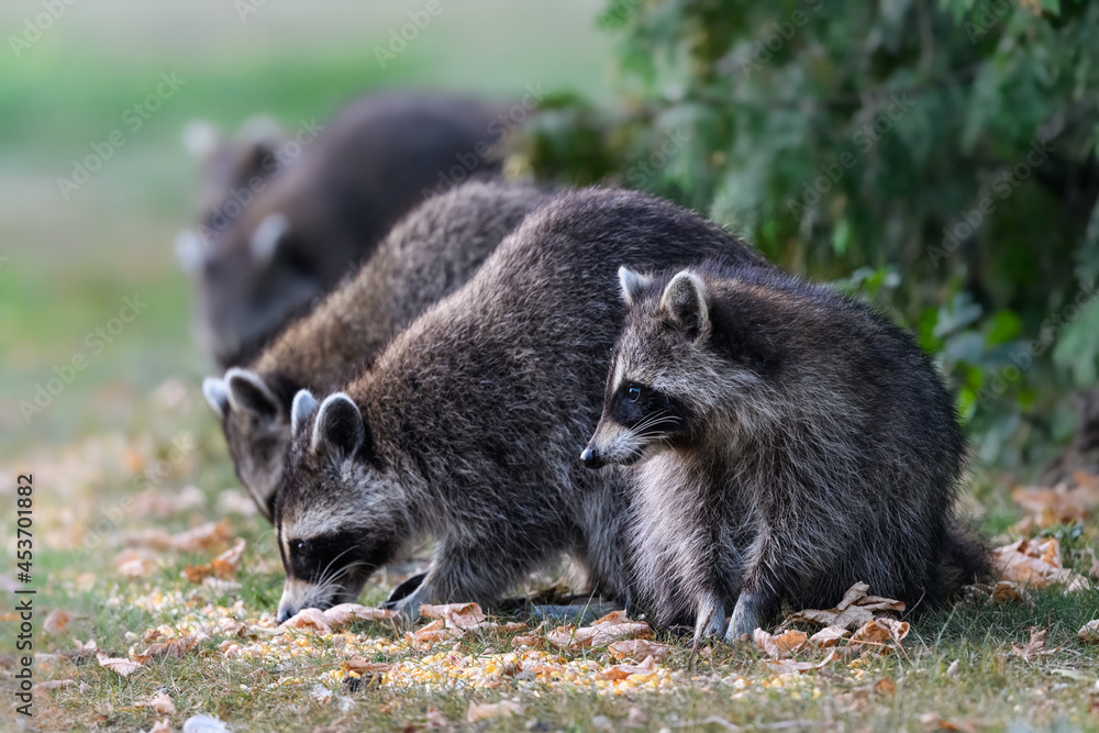 Young raccoon kit with its family closeup portrait in summer