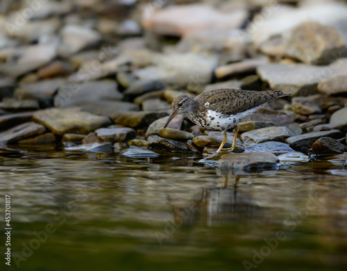 Spotted Sandpiper foraging at the stony river bank in fall
