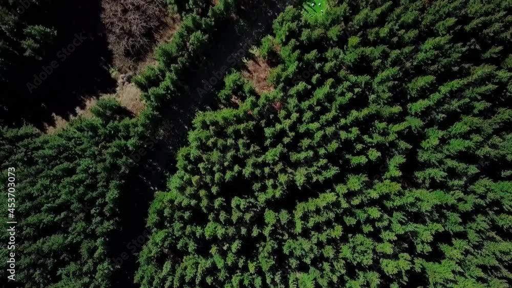Aerial view of Pinus Radiata forest. Aerial wide shot of tiny village and beautiful ashley forest.south island ,New Zealand.Green Trees In Forest in the south island of New Zealand. Aerial view of Pinus Radiata forest. Aerial wide shot of tiny village and beautiful ashley forest.south island ,New Zealand.Green Trees In Forest in the south island of New Zealand.