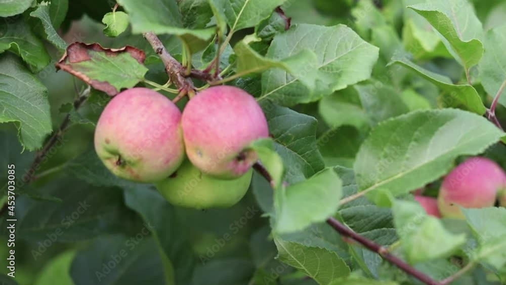 Tasty Big, pink apples ripening on the apple tree. Slow motion zoom in, close up nature. Fruit yard Sustainable Permaculture garden. Bokeh Tasty Big, pink apples ripening on the apple tree. Slow motion zoom in, close up nature. Fruit yard Sustainable Permaculture garden. Bokeh