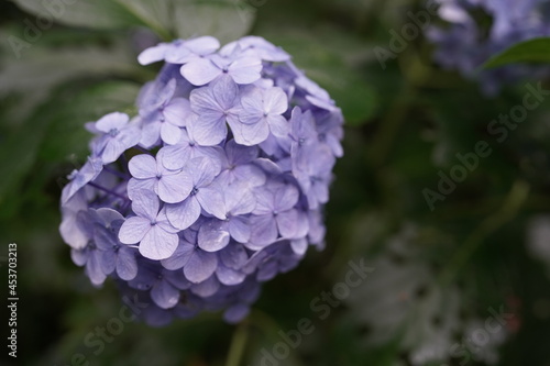 flowers in the garden