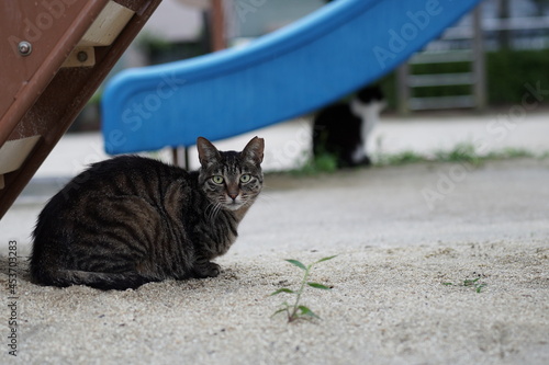 cat in the garden