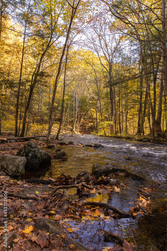 autumn in the forest autumn in the forest