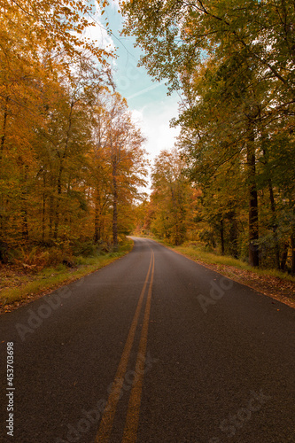 road in autumn forest