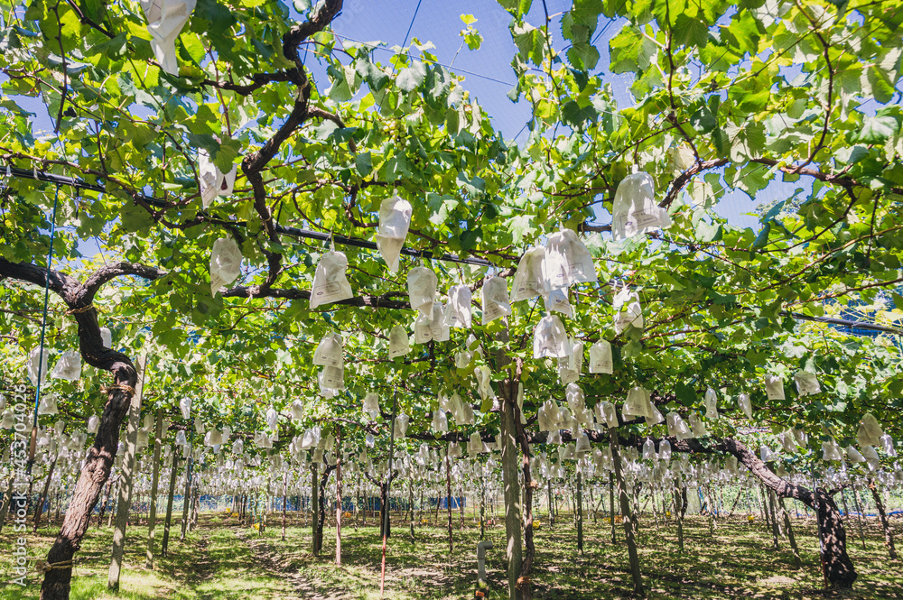シャインマスカット　ぶどう狩り