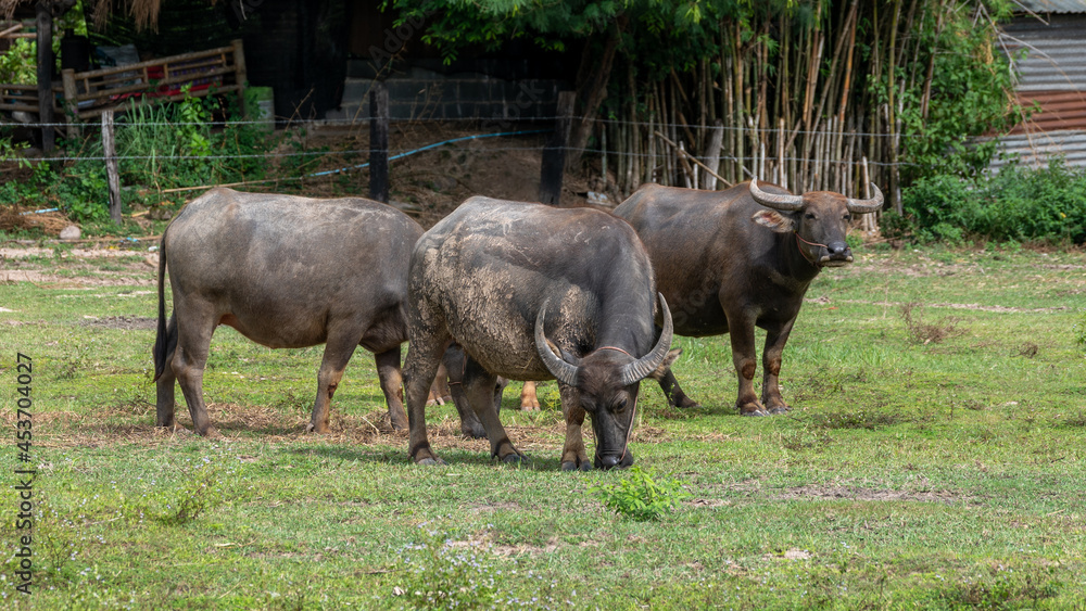 Thai Water Buffalos Thai Water Buffalos