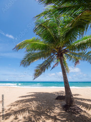 Coconut palm trees and tropical sea. Summer vacation and tropical beach concept. Coconut palm grows on white sand beach. Alone coconut palm tree in front of freedom beach Phuket, Thailand. © AKGK Studio