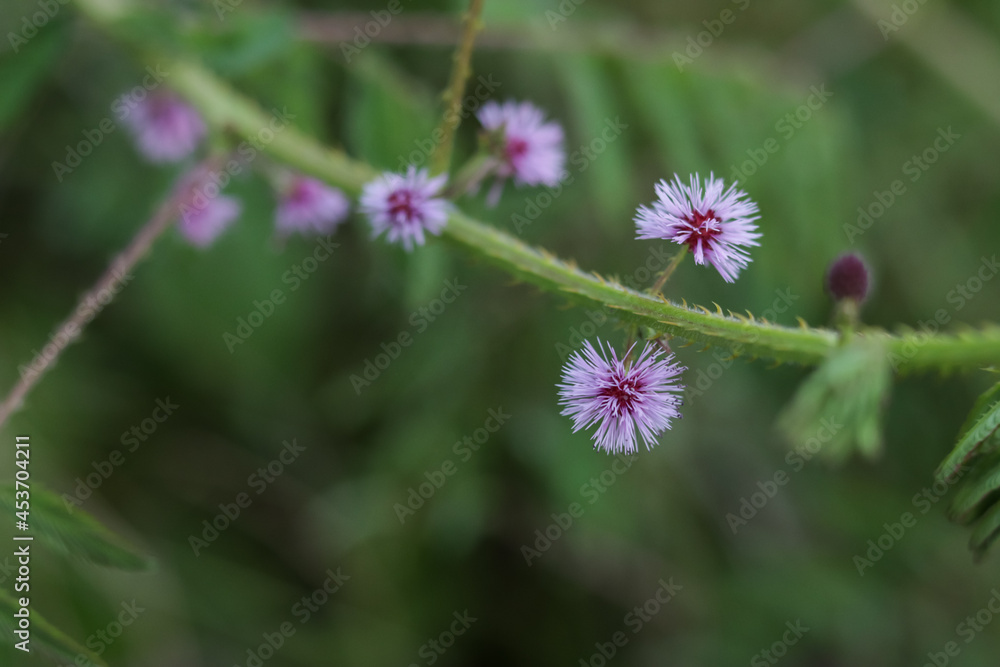 thorny weed with purple flowers thorny weed with purple flowers