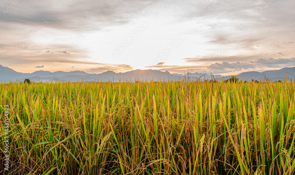 Rice field and sky background in the morning at sunrise time.