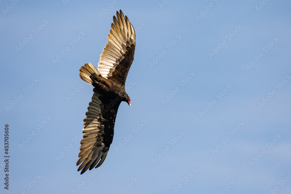 Obraz premium Turkey Vulture Wheels Overhead in Search of Something Dead