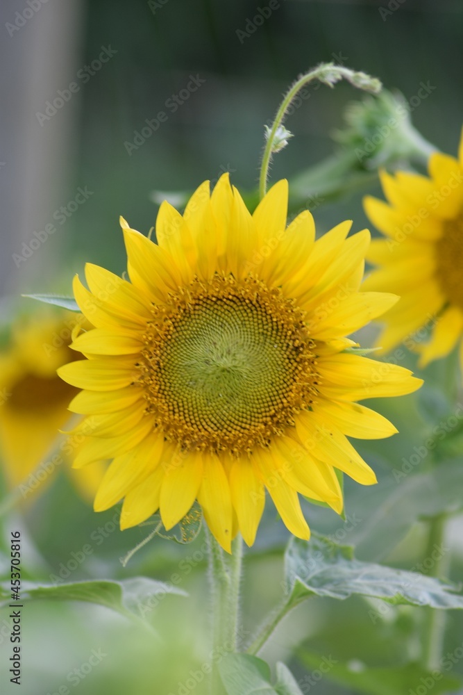 Obraz premium sunflowers yellow flowers bloom fall sun petals