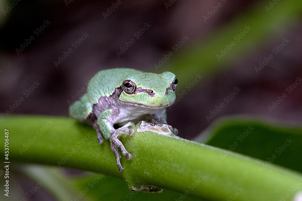 Obraz premium tree frog
