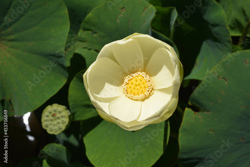 The North American Yellow Lotus – Nelumbo Lutea
