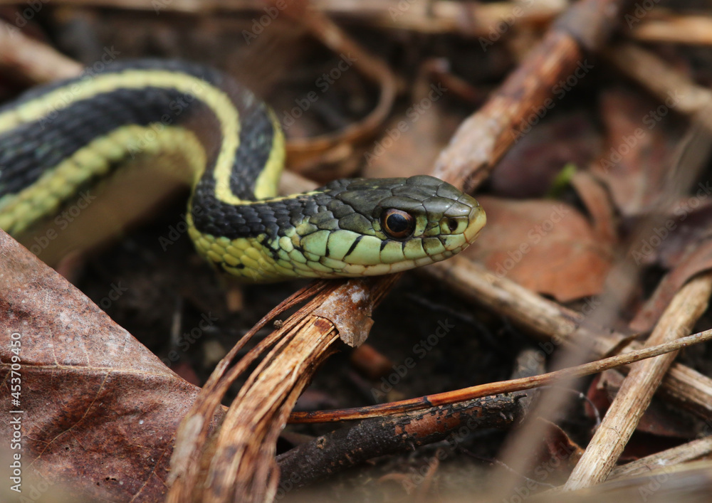 A profile shot of an Eastern Garter Snake (Thamnophis sirtalis sirtalis). Shot in Waterloo, Ontario, Canada. A profile shot of an Eastern Garter Snake (Thamnophis sirtalis sirtalis). Shot in Waterloo, Ontario, Canada.
