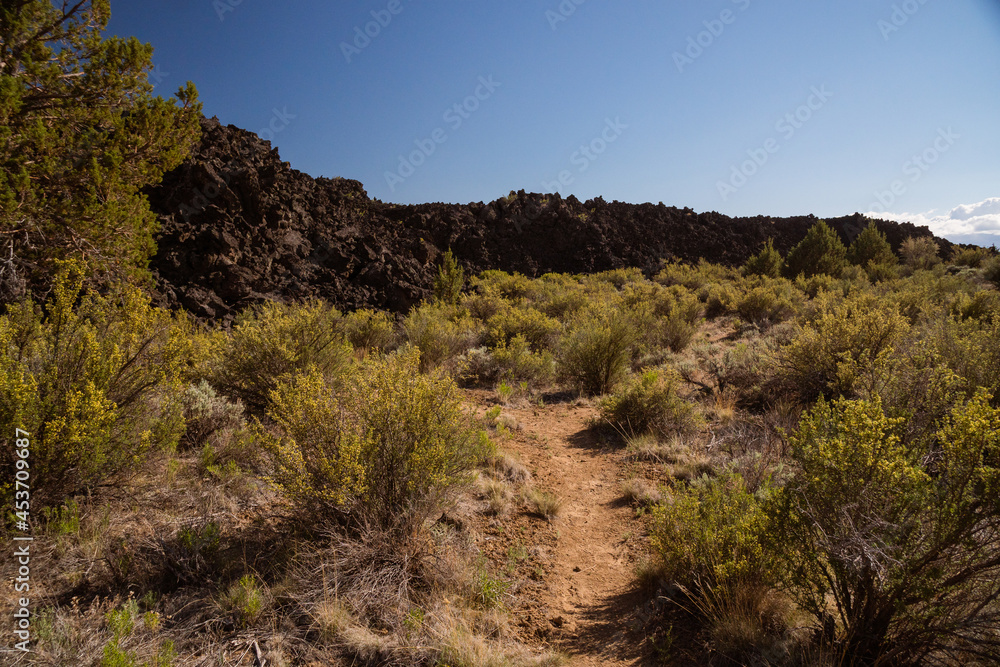 Hardy desert trees growing in the lava rock beds Hardy desert trees growing in the lava rock beds