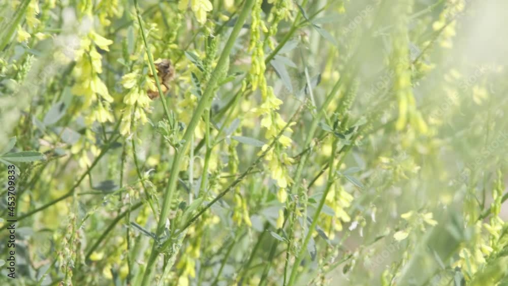 Bee hangs onto sweet yellow clover flowers in windy nature meadow Bee hangs onto sweet yellow clover flowers in windy nature meadow