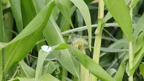 White Cabbage Butterfly and Crane Fly rest on wide green stalk of corn photo