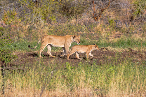 A lioness and her cub walking in the bush. Taken in Kenya