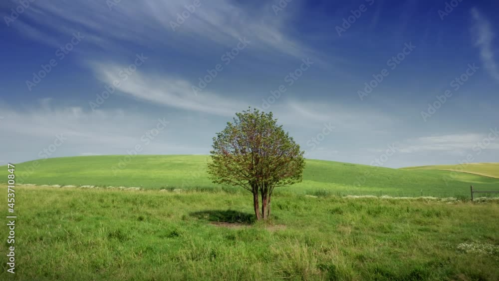Aerial: Lonely tree, farm hills with wheat and clear blue sky, Washington, USA Aerial: Lonely tree, farm hills with wheat and clear blue sky, Washington, USA