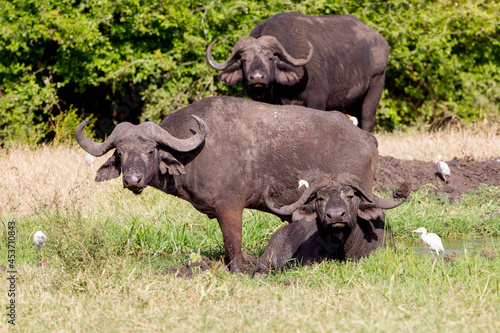 Three Water Buffalo. Taken in Kenya