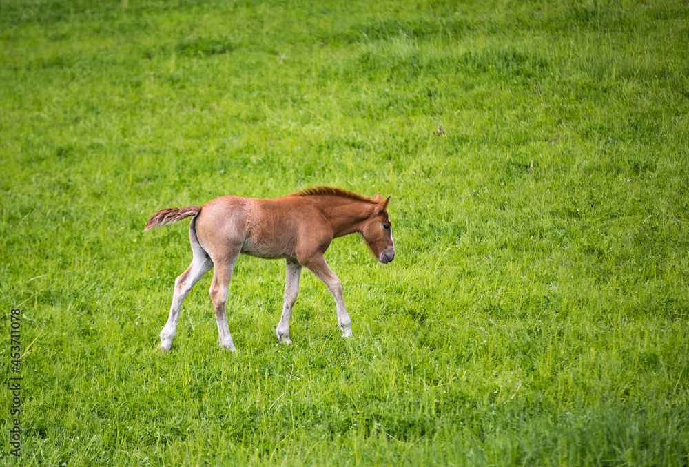 A young foal walking in a field. 