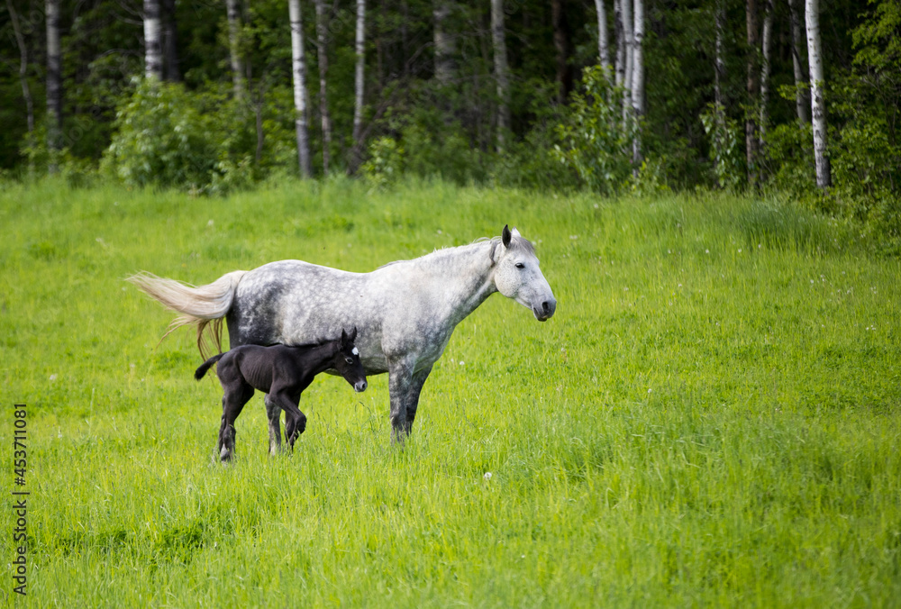 Fototapeta premium A young foal with its mother