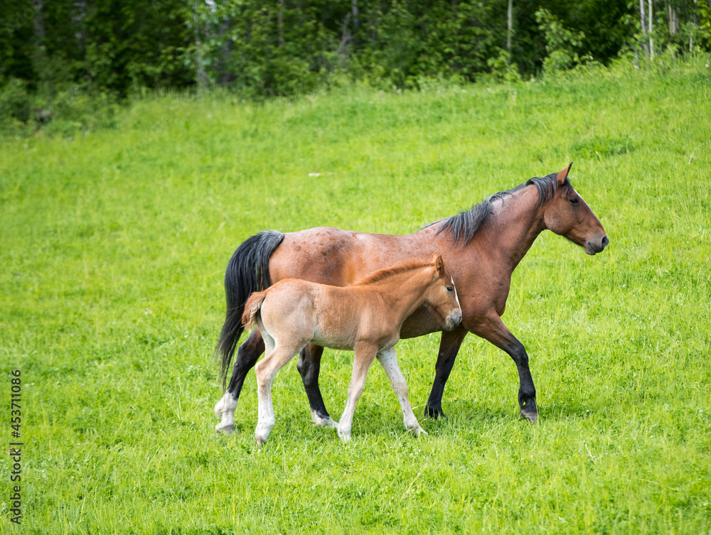 A young foal with its mother A young foal with its mother