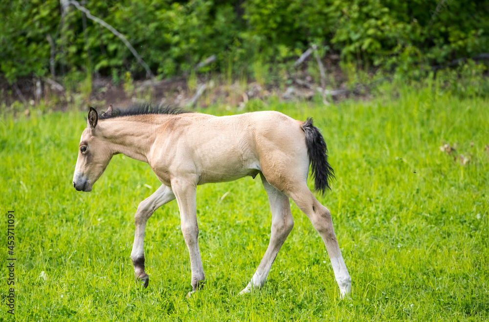 A young foal walking in a field. Taken in Alberta, Canada A young foal walking in a field. Taken in Alberta, Canada