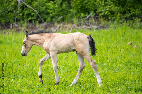 A young foal walking in a field. Taken in Alberta, Canada