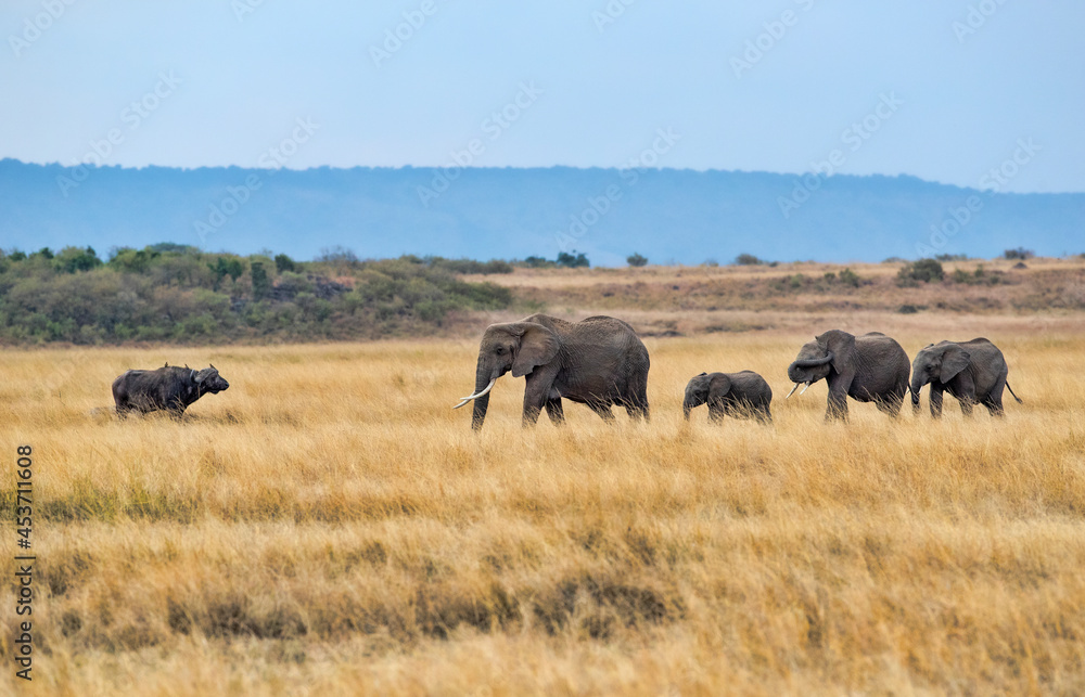 A group of Elephants meet a water buffalo. Taken in Kenya