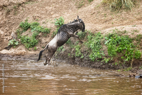 A Wildebeest crossing the Mara River during migration