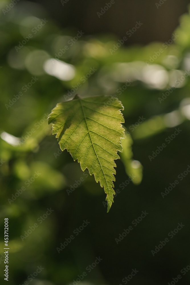 Birch branch as a beautiful natural background. Birch branch as a beautiful natural background.