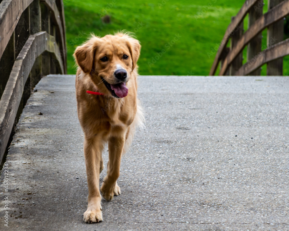 Golden Retriever walking across a bridge in Bothell, WA Golden Retriever walking across a bridge in Bothell, WA