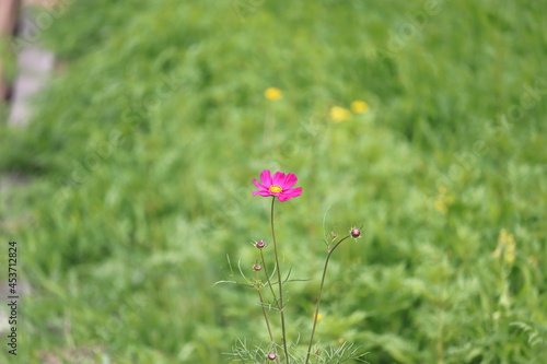 コスモス アキザクラ 一輪のピンクの花
