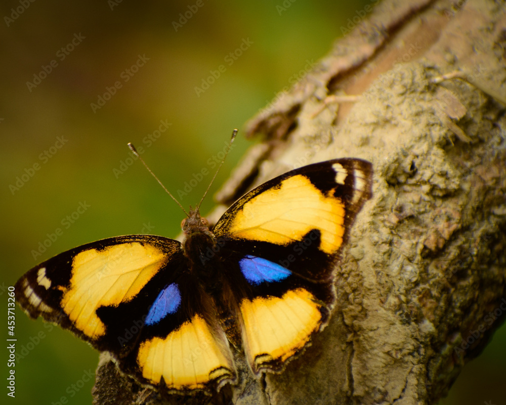 butterfly on a tree butterfly on a tree