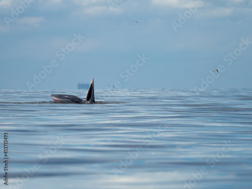 Bryde's whale in the Gulf of Thailand