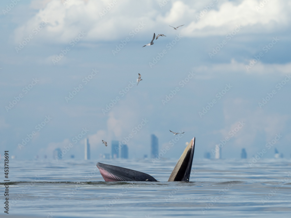 Fototapeta premium Bryde's whale in the Gulf of Thailand