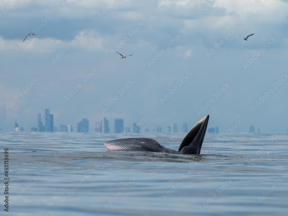 Fototapeta premium Bryde's whale in the Gulf of Thailand