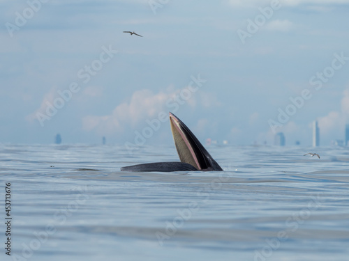 Bryde's whale in the Gulf of Thailand