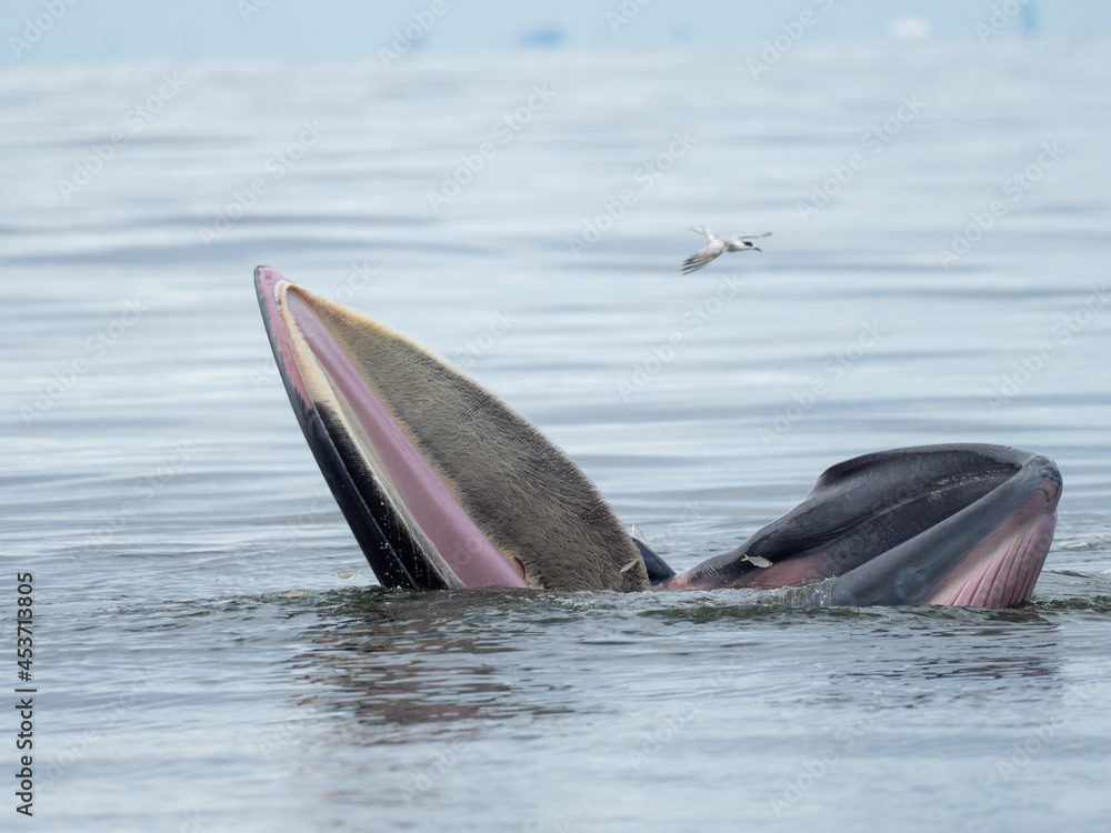 Fototapeta premium Bryde's whale in the Gulf of Thailand
