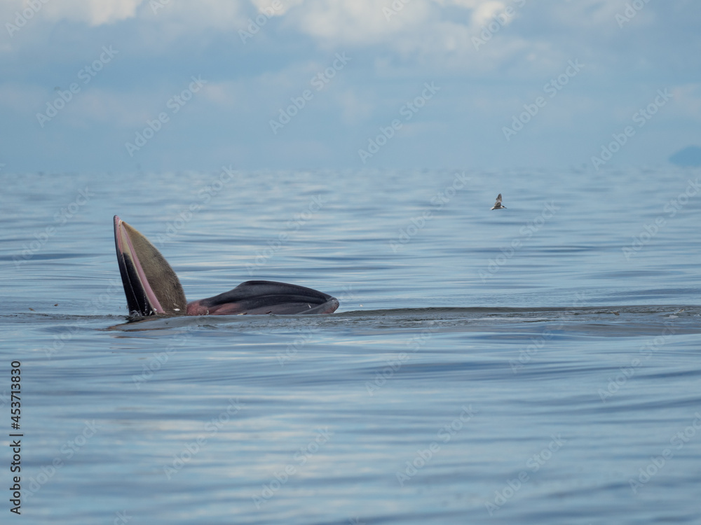 Fototapeta premium Bryde's whale in the Gulf of Thailand