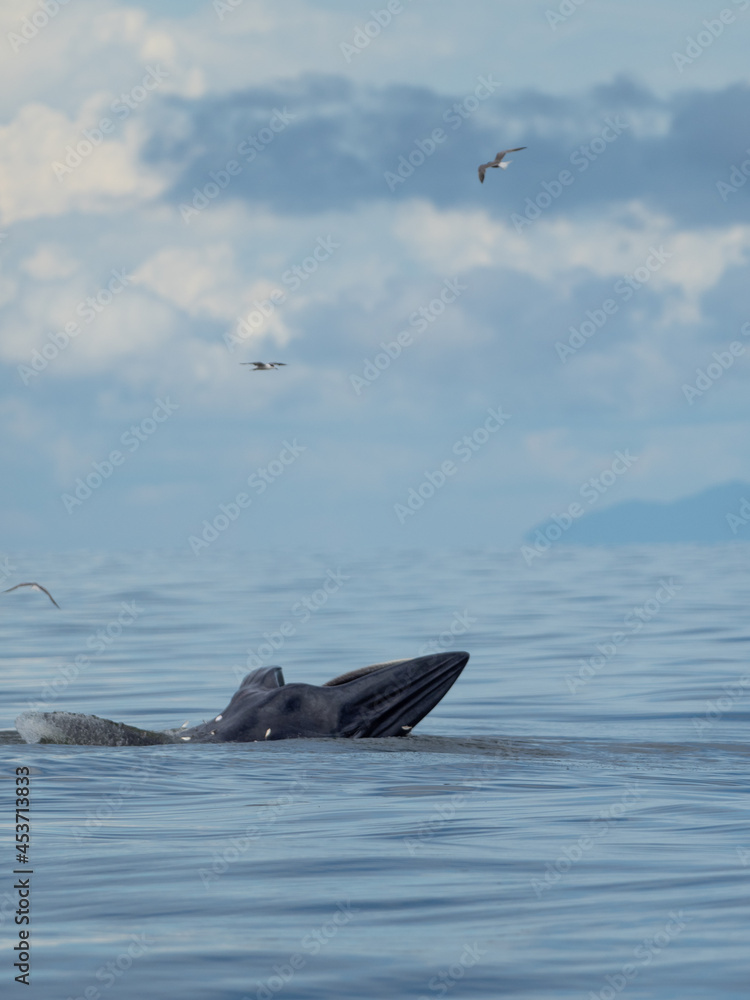 Fototapeta premium Bryde's whale in the Gulf of Thailand