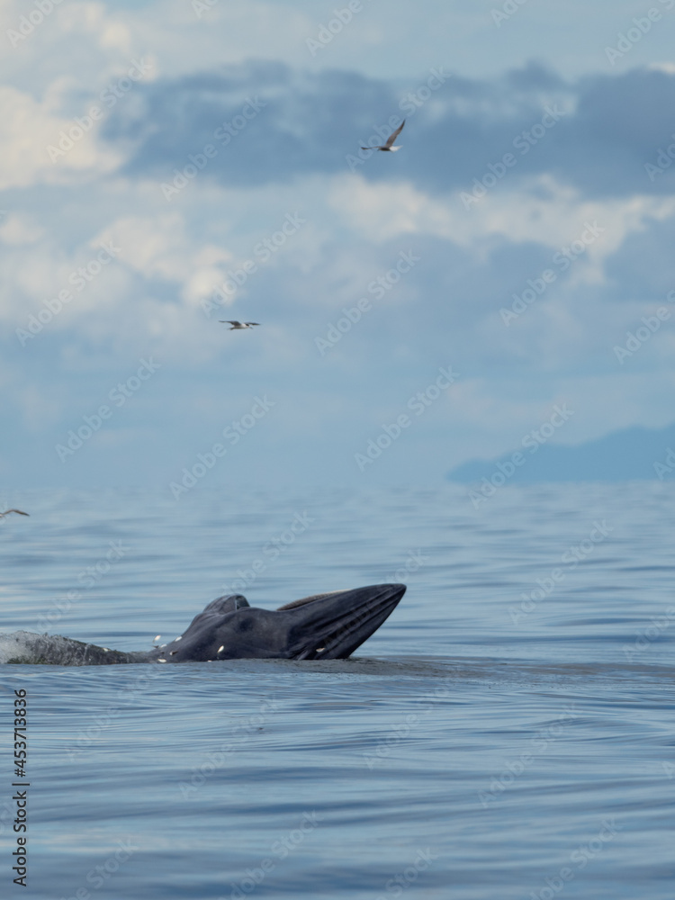 Fototapeta premium Bryde's whale in the Gulf of Thailand