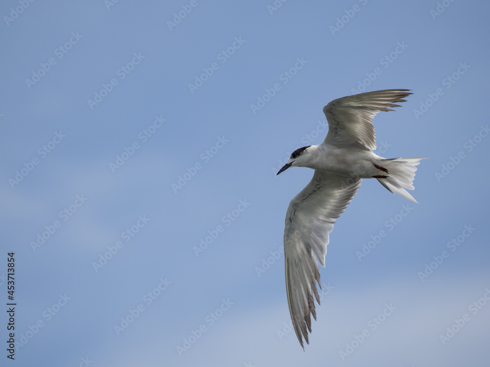 Fototapeta premium seagull flying high on the wind. flying gull. Seagull flying on beautiful blue sky and cloud.