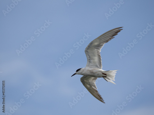 seagull flying high on the wind. flying gull. Seagull flying on beautiful blue sky and cloud.